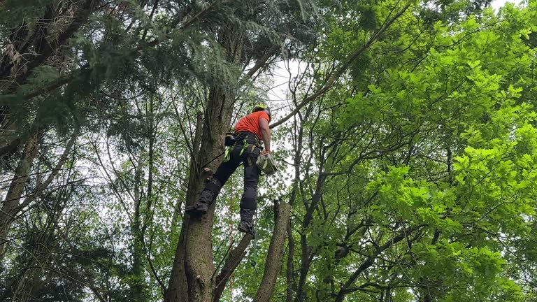 Best Utility Line Clearance  in Cape May Court House, NJ